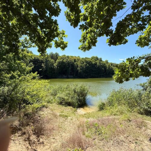 🌿 Земельна ділянка в с. Петрушки